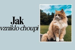 Jak vzniklo choupi фото
